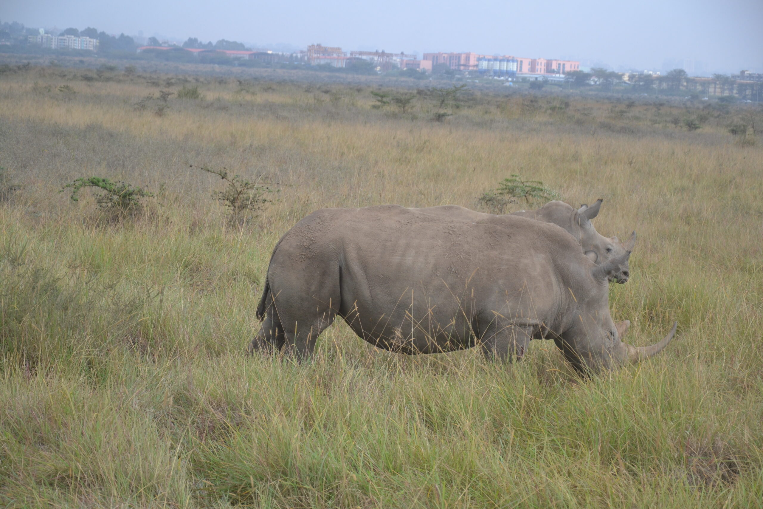 Zwei Nashörner grasen hintereinander im hohen Gras, am Horizont Gebäude am Stadtrand, Nairobi-Nationalpark