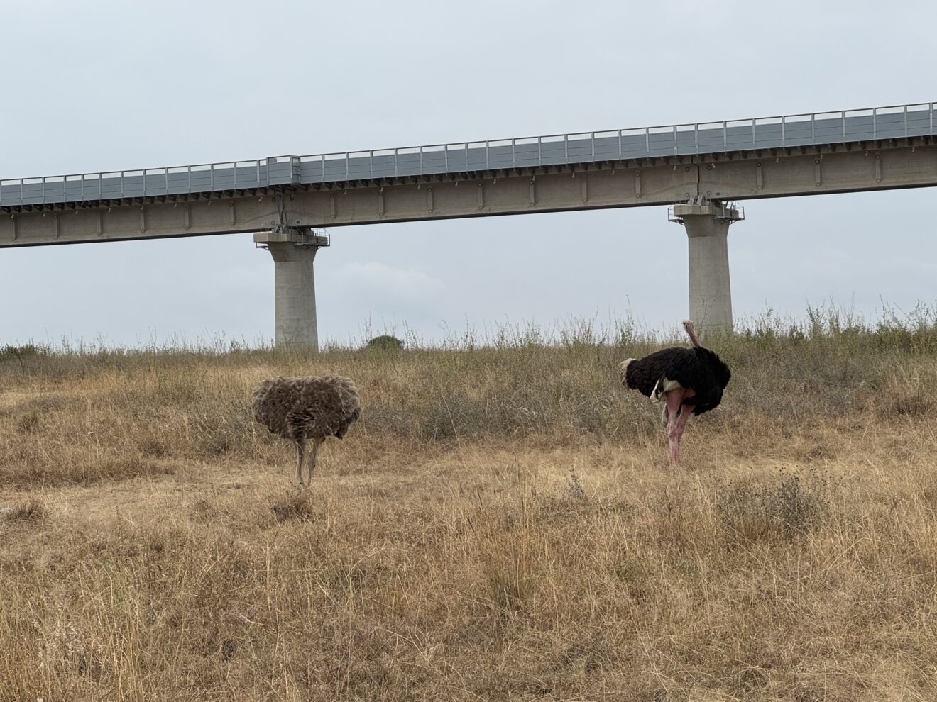 Zwei Strauße im trockenen Gras unter der Betonbrücke der Schnellbahn, Nairobi-Nationalpark