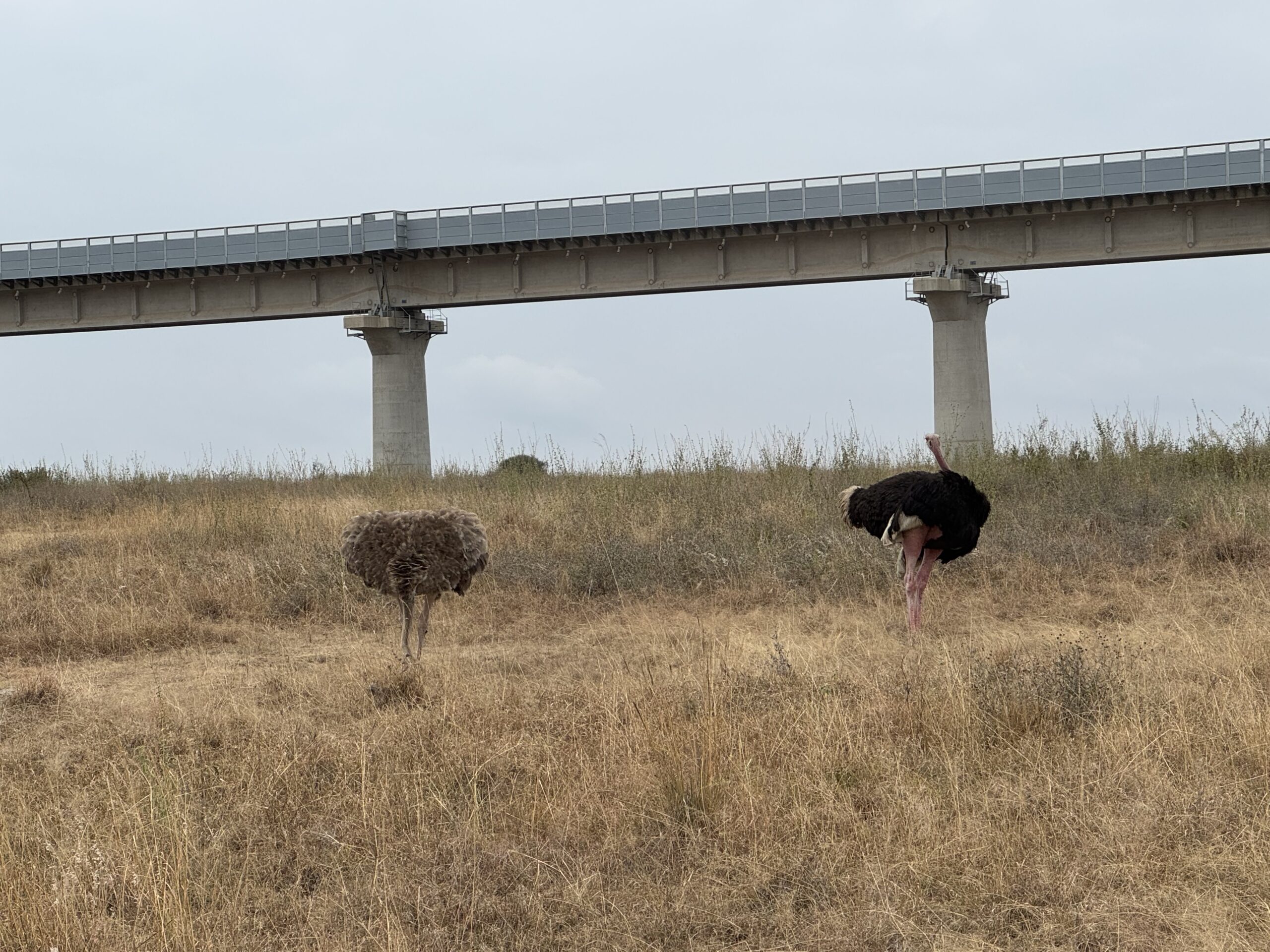 Zwei Strauße im trockenen Gras unter der Betonbrücke der Schnellbahn, Nairobi-Nationalpark