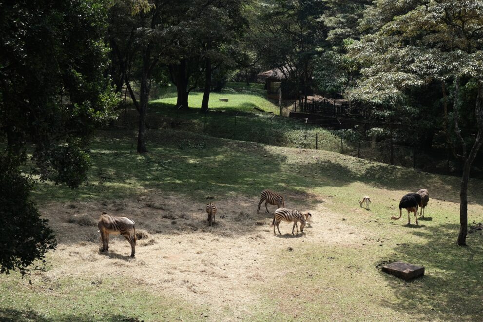 Zebras und Strauße in einem Gehege des Nairobi Safari Walk, dahinter Bäume und Holzstege