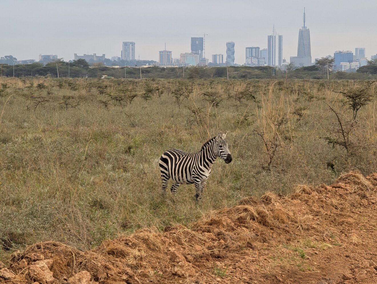 Ein Zebra steht zwischen jungen Akazien im Grasland, am Horizont die Hochhäuser von Nairobi, Nairobi-Nationalpark