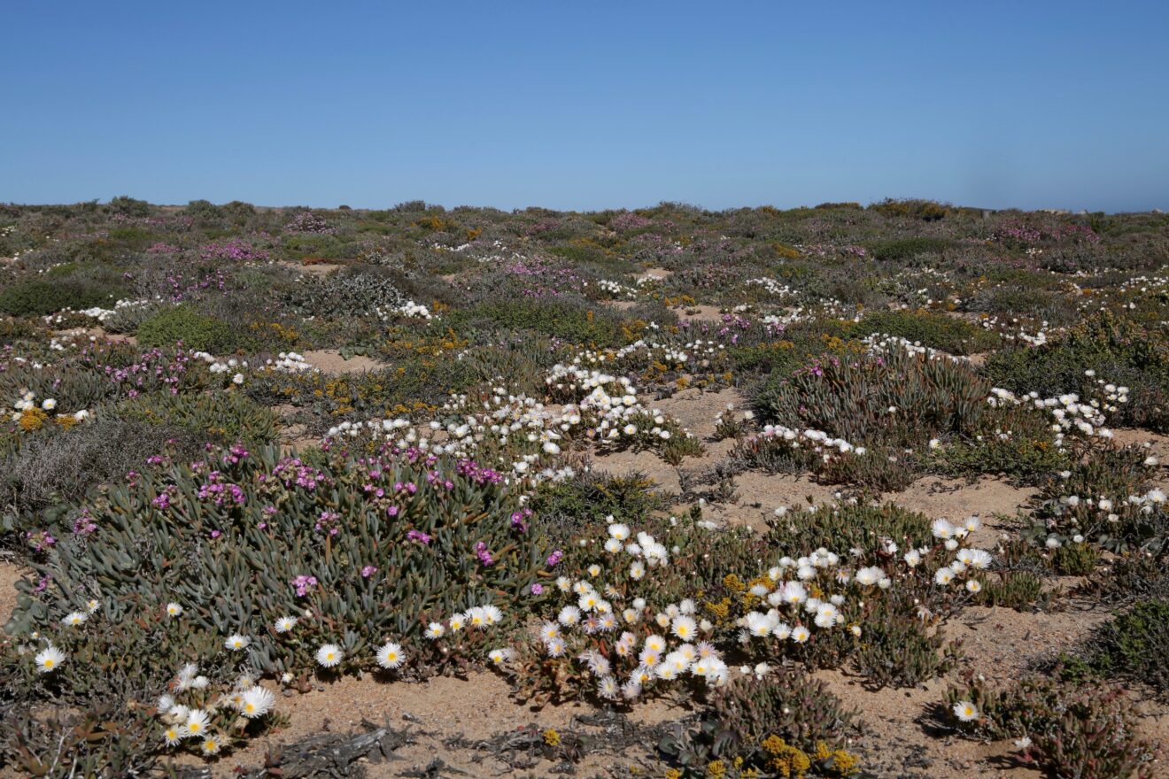 Polster aus Sukkulenten mit weißen und violetten Blüten auf sandigem Boden im Küstenabschnitt des Namaqua-Nationalparks