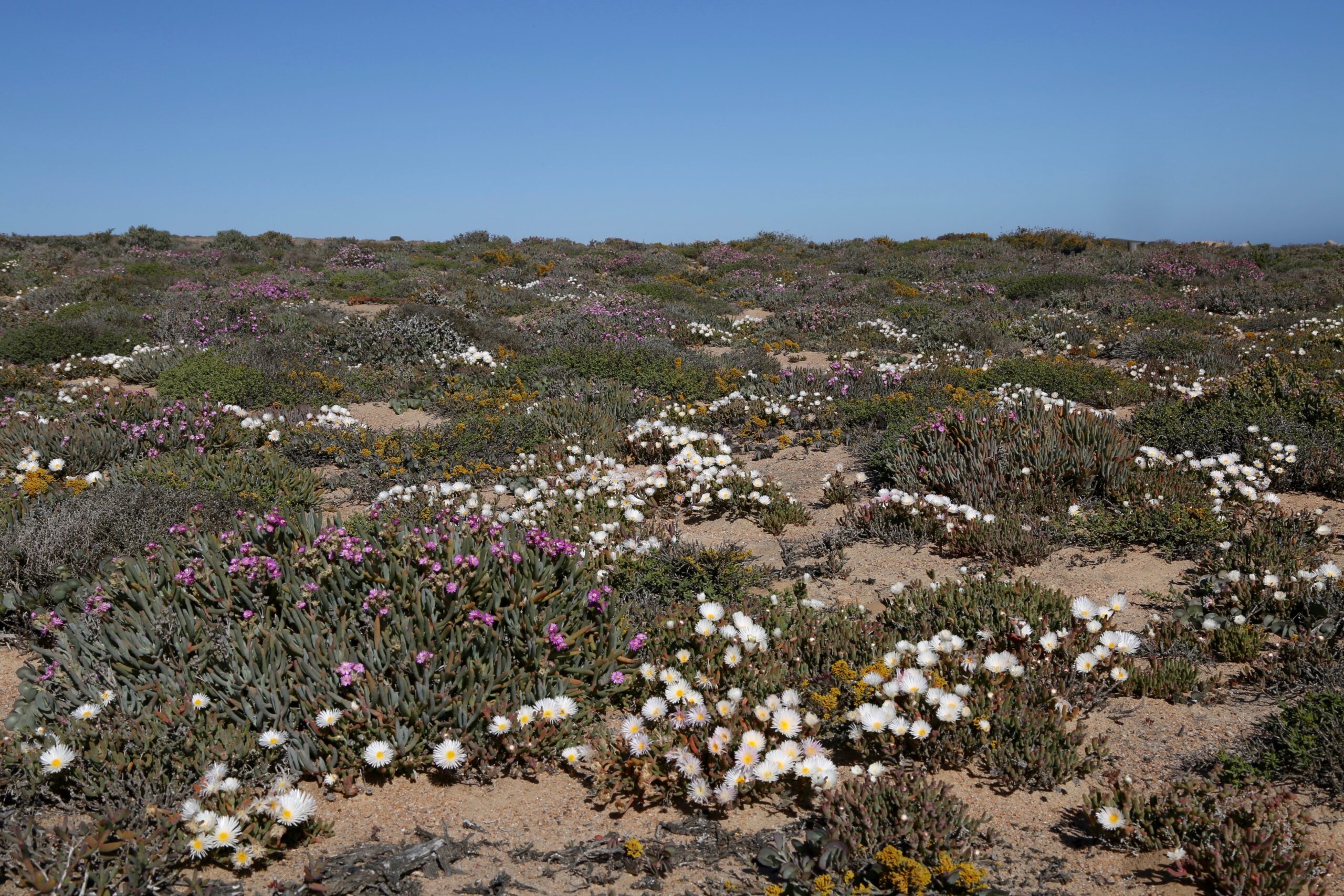 Polster aus Sukkulenten mit weißen und violetten Blüten auf sandigem Boden im Küstenabschnitt des Namaqua-Nationalparks