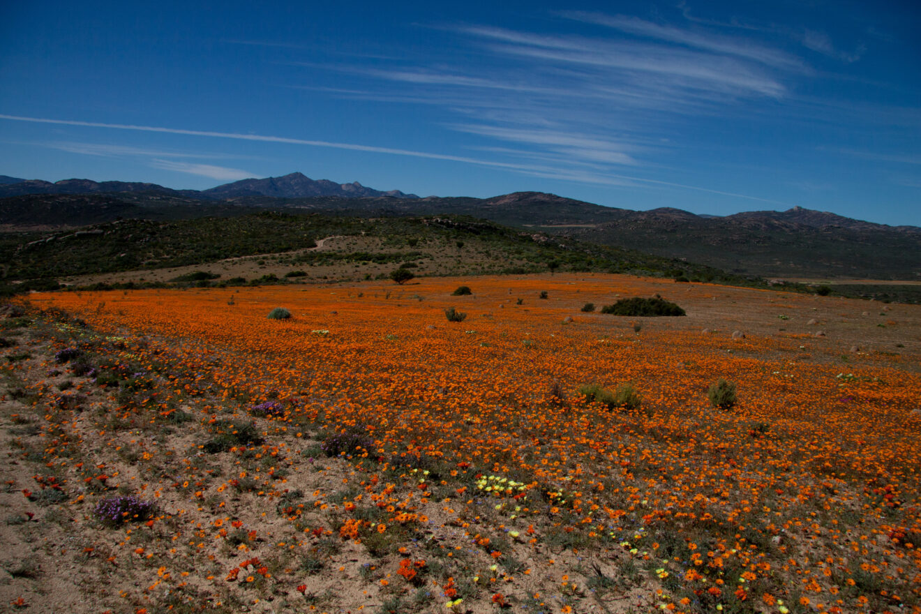 Weite Fläche voller orangefarbener Blüten, dahinter buschige Hügel und eine Bergkette unter blauem Himmel, Skilpad-Abschnitt des Namaqua-Nationalparks