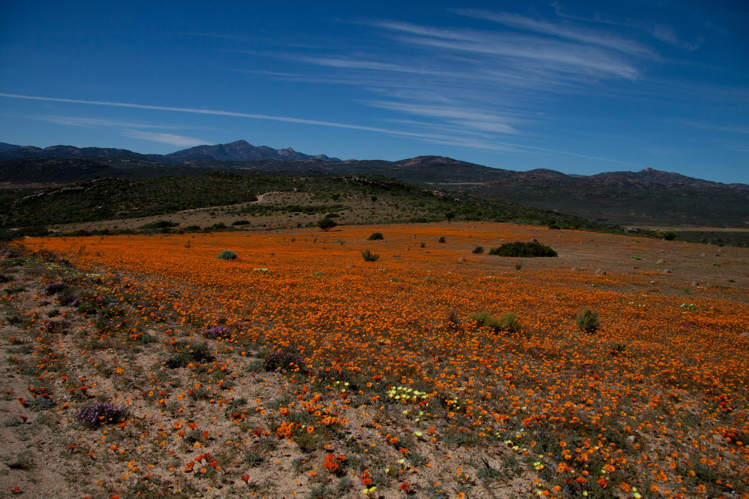 Weite Fläche voller orangefarbener Blüten, dahinter buschige Hügel und eine Bergkette unter blauem Himmel, Skilpad-Abschnitt des Namaqua-Nationalparks