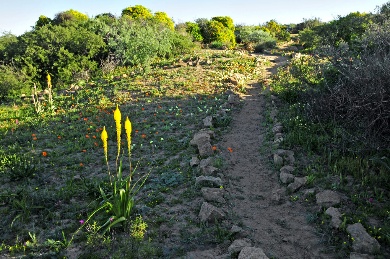 Schmaler, mit Steinen eingefasster Wanderweg zwischen Büschen, daneben gelb blühende Pflanzen und kleine orange Blüten, Skilpad im Namaqua-Nationalpark