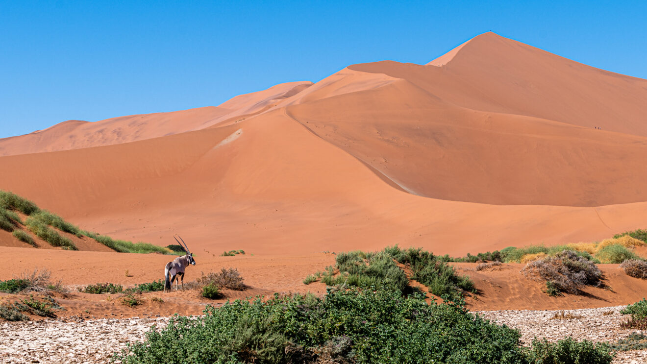 Eine Oryxantilope steht zwischen grünen Büschen am Fuß der hohen roten Düne Big Daddy beim Sossusvlei