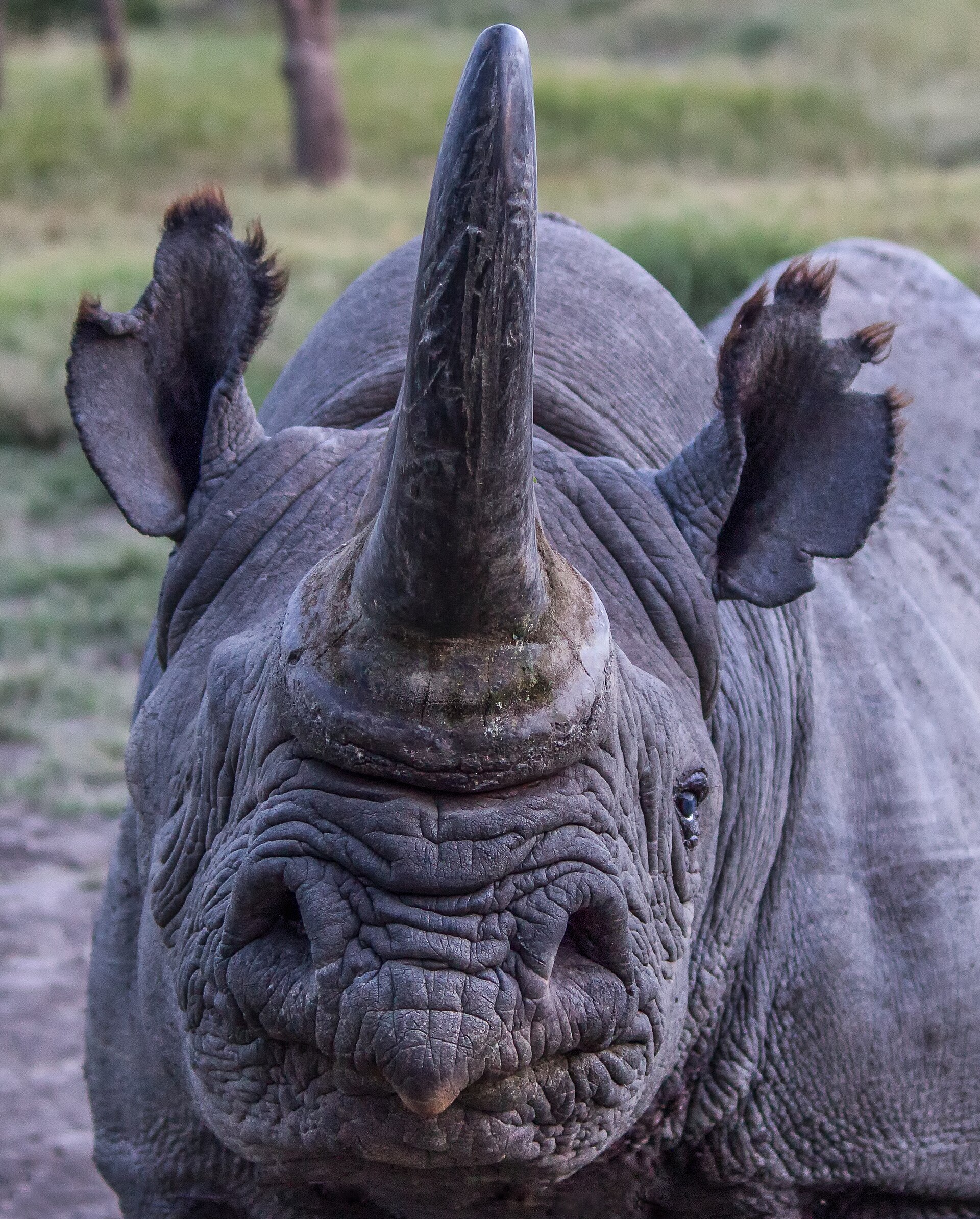 Spitzmaulnashorn Baraka auf Ol Pejeta, 2018