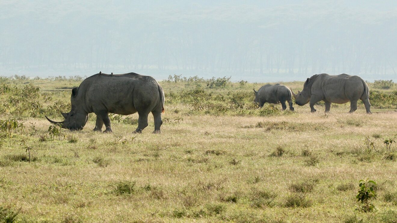 Drei Breitmaulnashörner grasen auf einer trockenen Grasfläche, dahinter Dunst über dem See und dem Uferwald