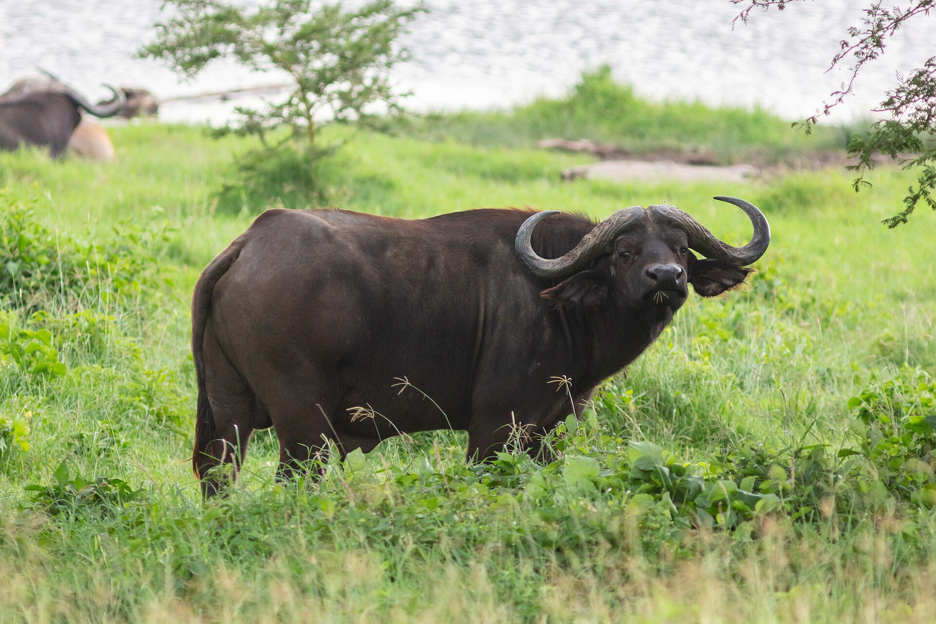 Kaffernbüffel am Seeufer im Lake-Nakuru-Nationalpark, Mai 2024