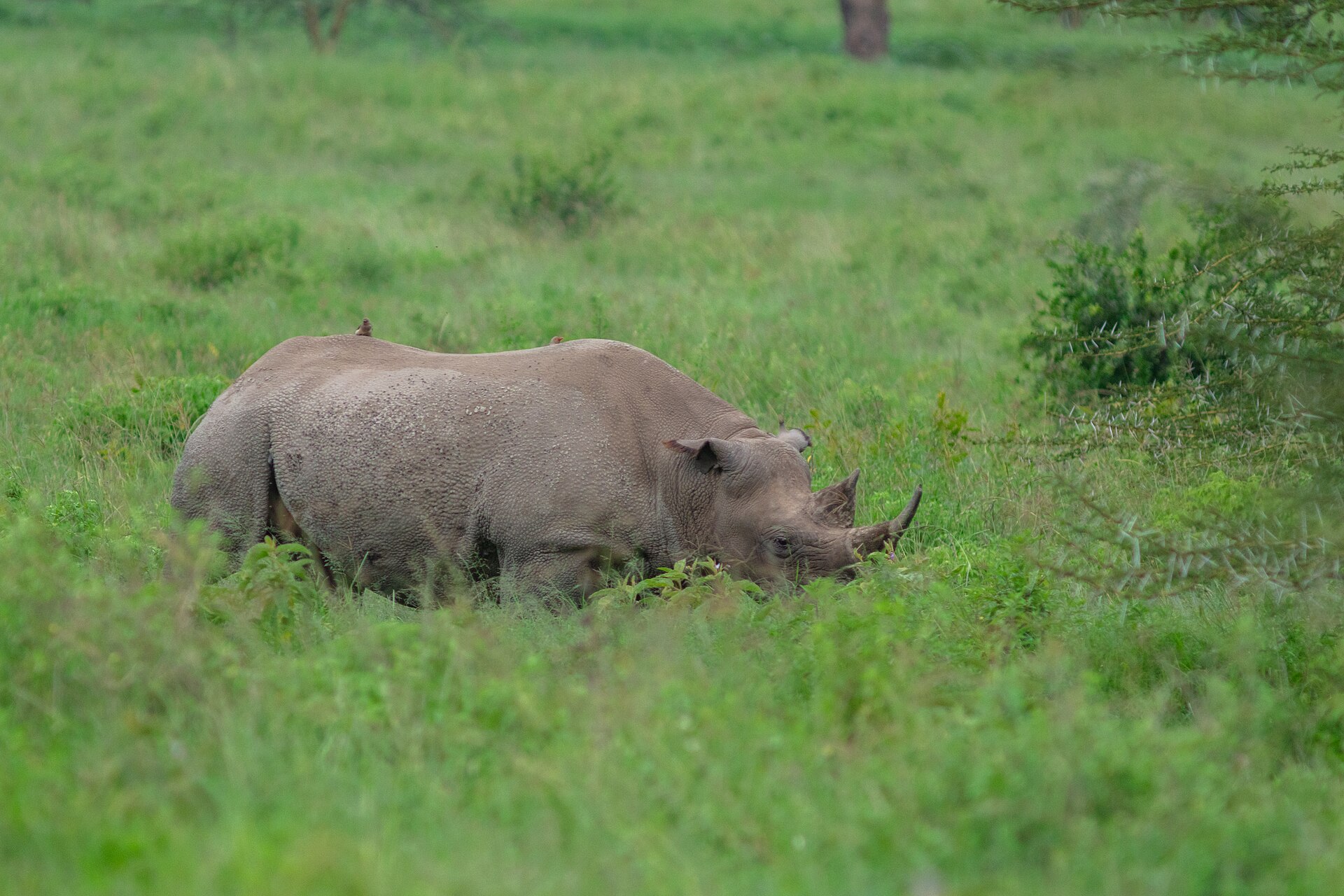 Spitzmaulnashorn im Lake-Nakuru-Nationalpark, Mai 2024