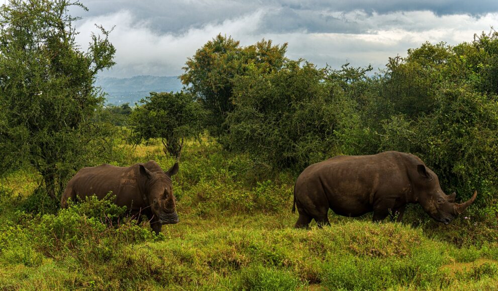 Zwei Breitmaulnashörner treten aus dichtem Buschwerk auf eine Wiese, darüber Wolken und Hügel am Horizont