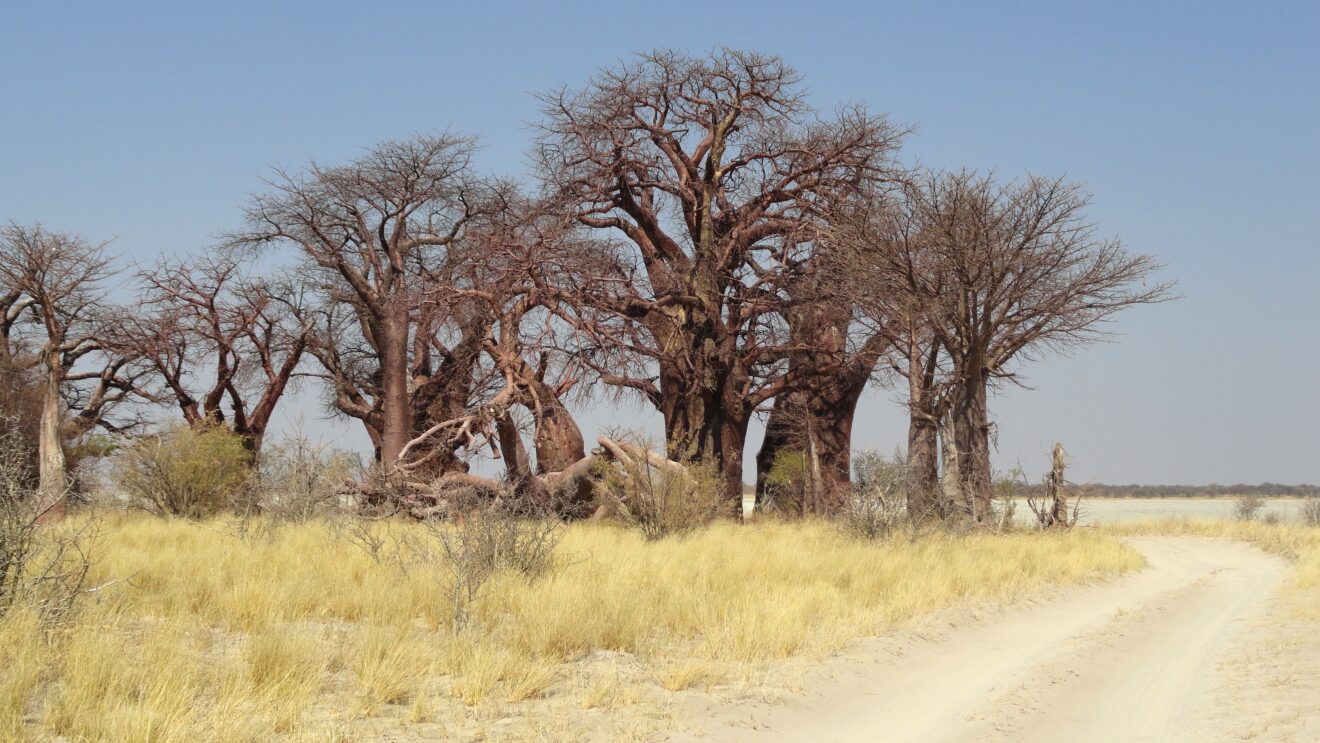Die Gruppe von Baines' Baobabs mit kahlen Kronen im gelben Gras, rechts eine Sandpiste, dahinter die helle Kudiakam-Pfanne