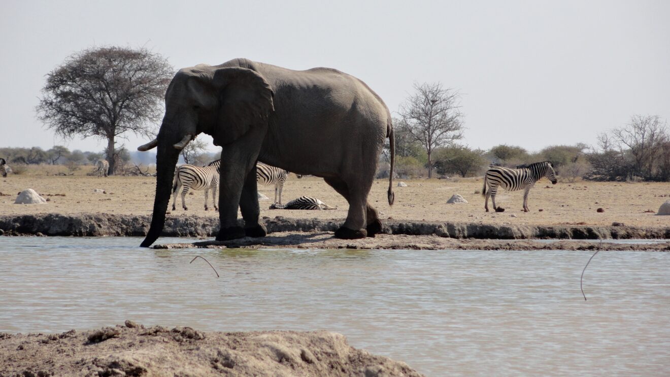 Ein Elefantenbulle trinkt an einem Wasserloch, dahinter stehen Zebras auf kahlem Boden vor Akazien