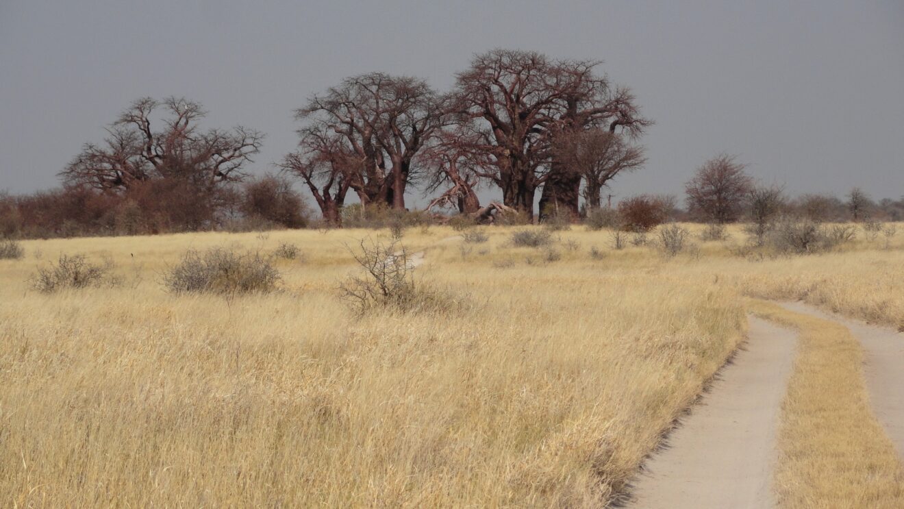 Eine Sandpiste führt durch hohes gelbes Gras auf die Baumgruppe von Baines' Baobabs zu, darüber dunkler Himmel