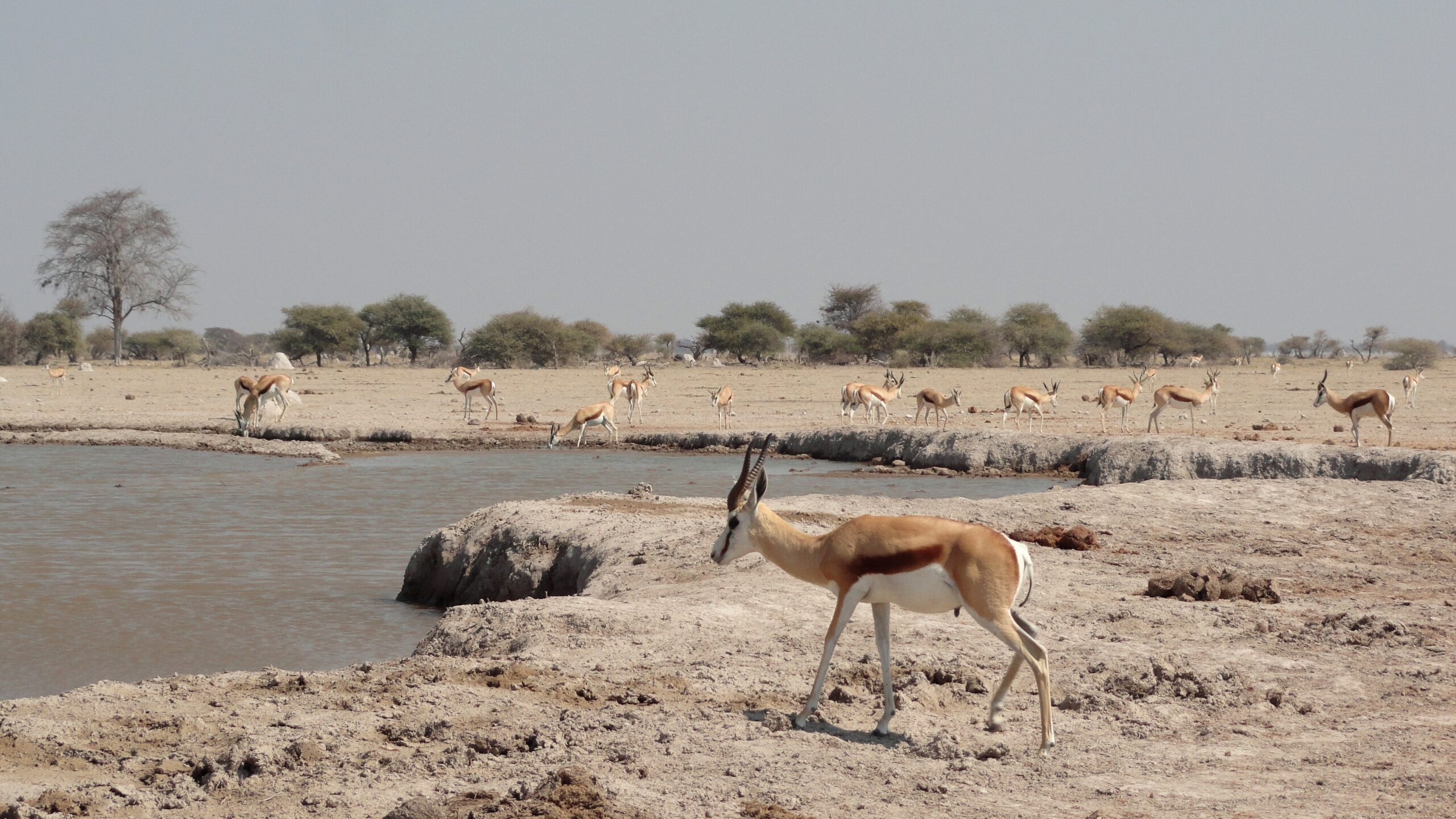 Eine Herde Springböcke an einem Wasserloch, vorn ein einzelner Springbock, im Hintergrund Akazien