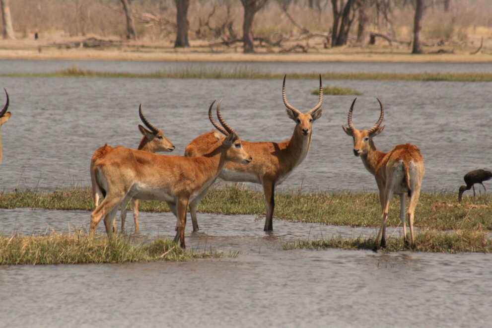 Rote Letschwe stehen in einer flachen Lagune im Okavango-Delta, Antilopen des überschwemmten Graslands