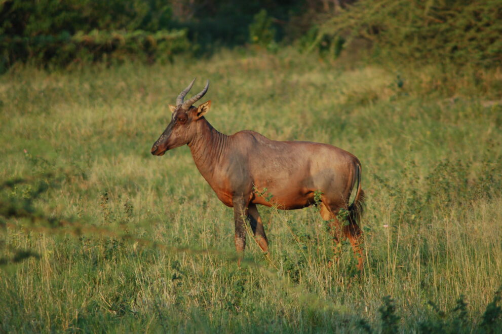 Eine Tsessebe-Antilope im grünen Grasland des Okavango-Deltas in Botswana