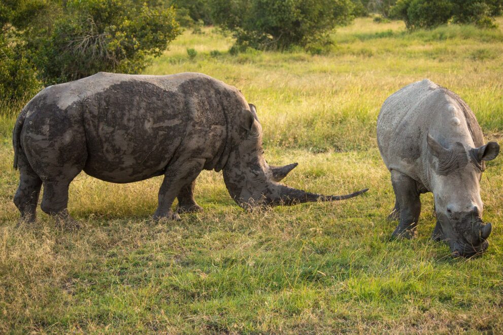 Zwei Breitmaulnashörner grasen im Grasland der Ol-Pejeta-Conservancy in Kenia, dahinter Büsche