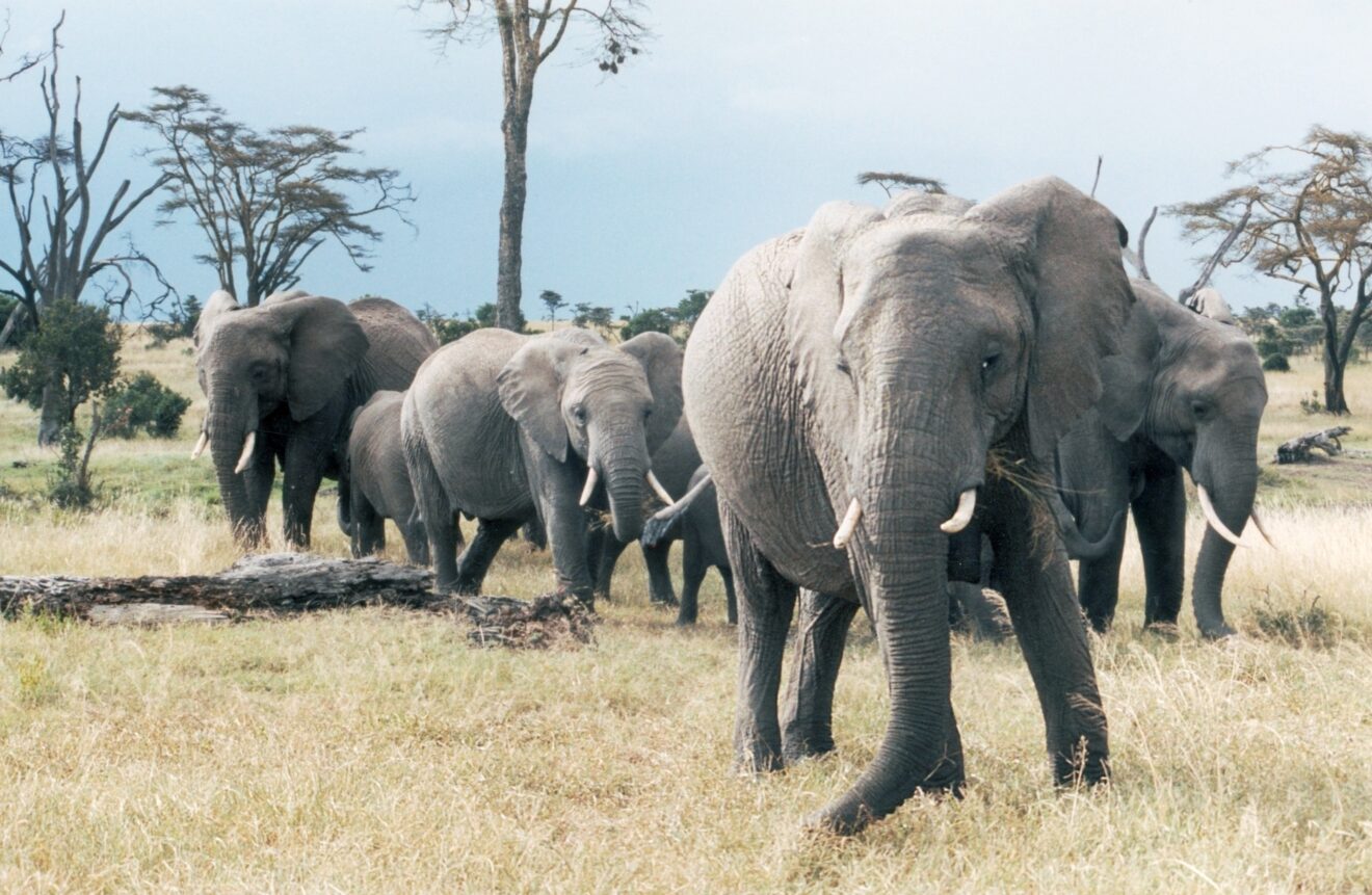 Elefantenherde mit Kalb im trockenen Grasland vor Akazien, Sweetwaters in der Ol-Pejeta-Conservancy