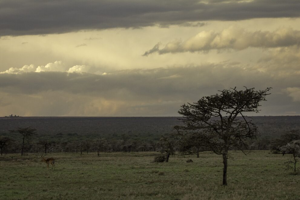 Offenes Grasland mit Akazien vor einem Akazienwald unter Gewitterwolken in der Ol-Pejeta-Conservancy