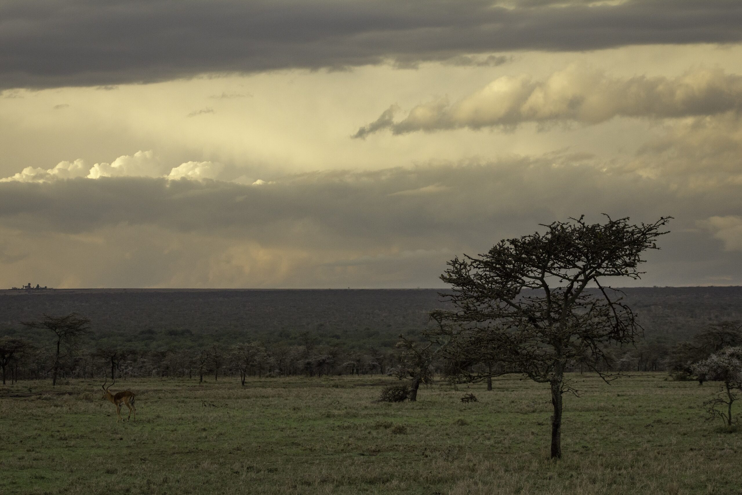 Offenes Grasland mit Akazien vor einem Akazienwald unter Gewitterwolken in der Ol-Pejeta-Conservancy