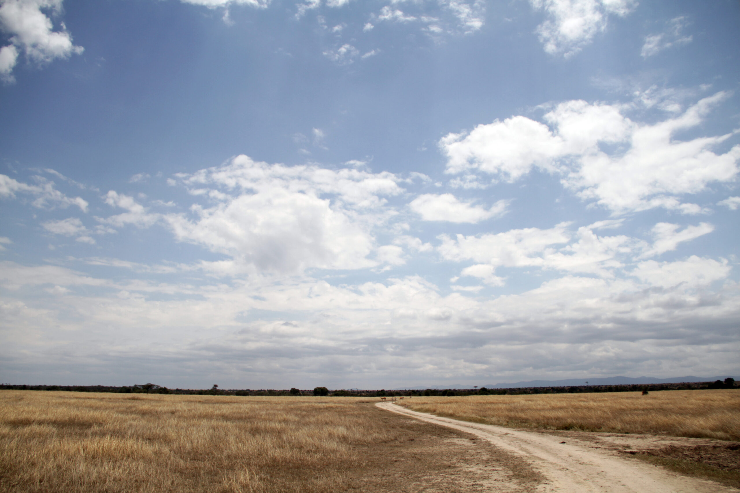 Sandpiste durch trockenes, gelbes Grasland unter Quellwolken in der Ol-Pejeta-Conservancy