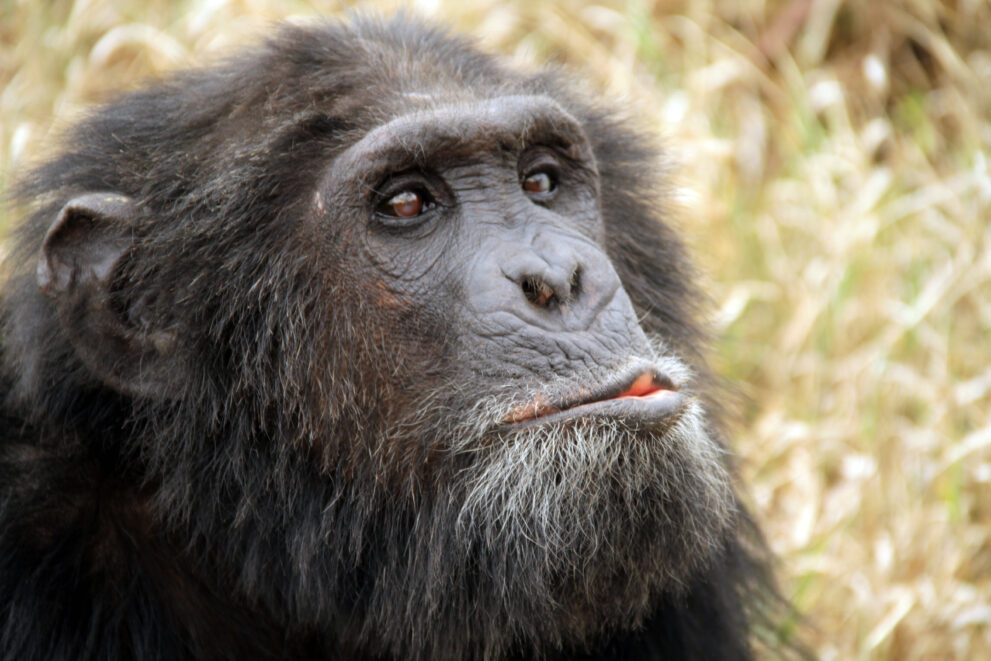 Schimpanse im Sweetwaters-Schimpansenschutzgebiet der Ol-Pejeta-Conservancy
