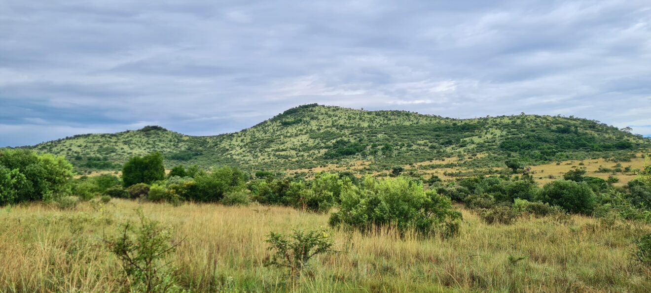 Grün bewachsene Hügel und hohes Gras unter einer grauen Wolkendecke im Pilanesberg-Nationalpark