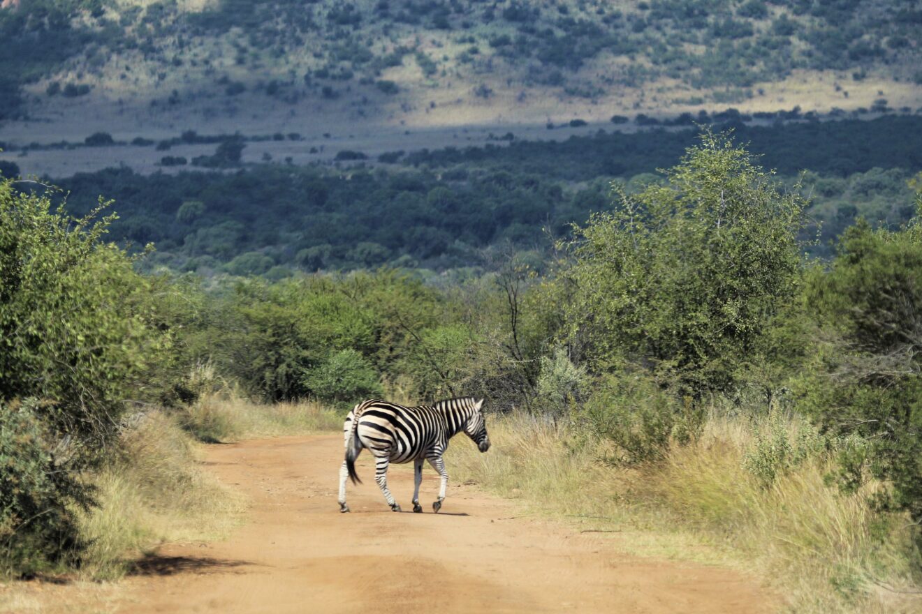 Ein Zebra überquert eine rote Schotterpiste zwischen Büschen, dahinter bewaldete Hänge im Pilanesberg-Nationalpark