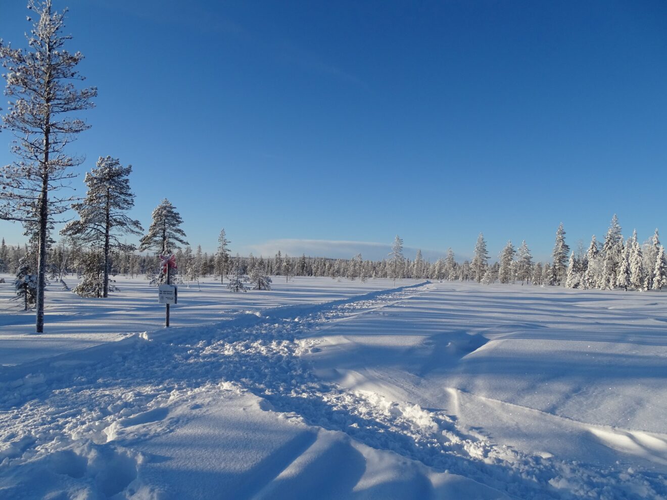 Schneemobilspur am Polarkreis bei Polcirkeln in Norrbotten, verschneiter Kiefernwald unter blauem Himmel
