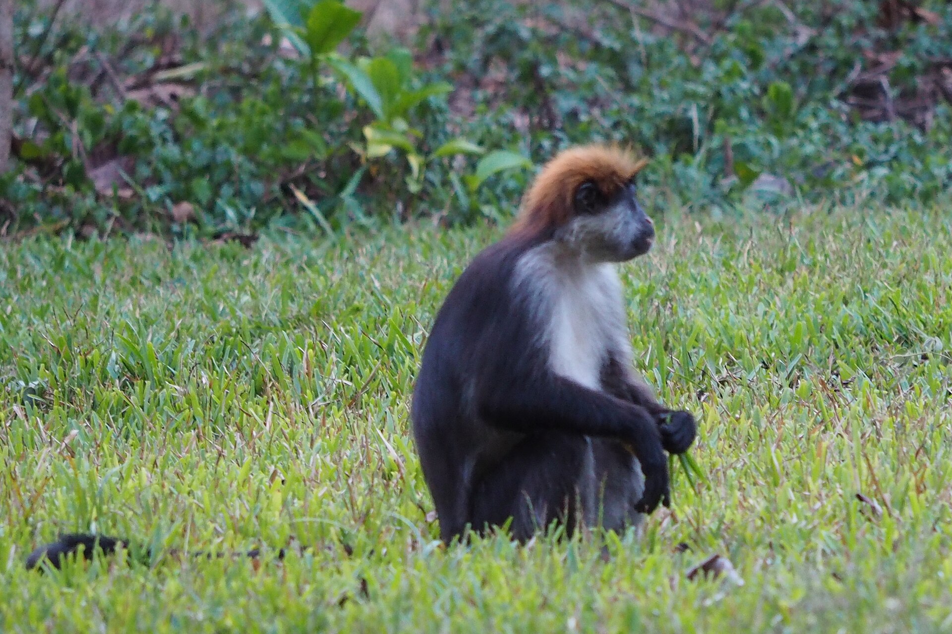 Udzungwa-Rotstummelaffe im Gras, in den Udzungwa-Bergen