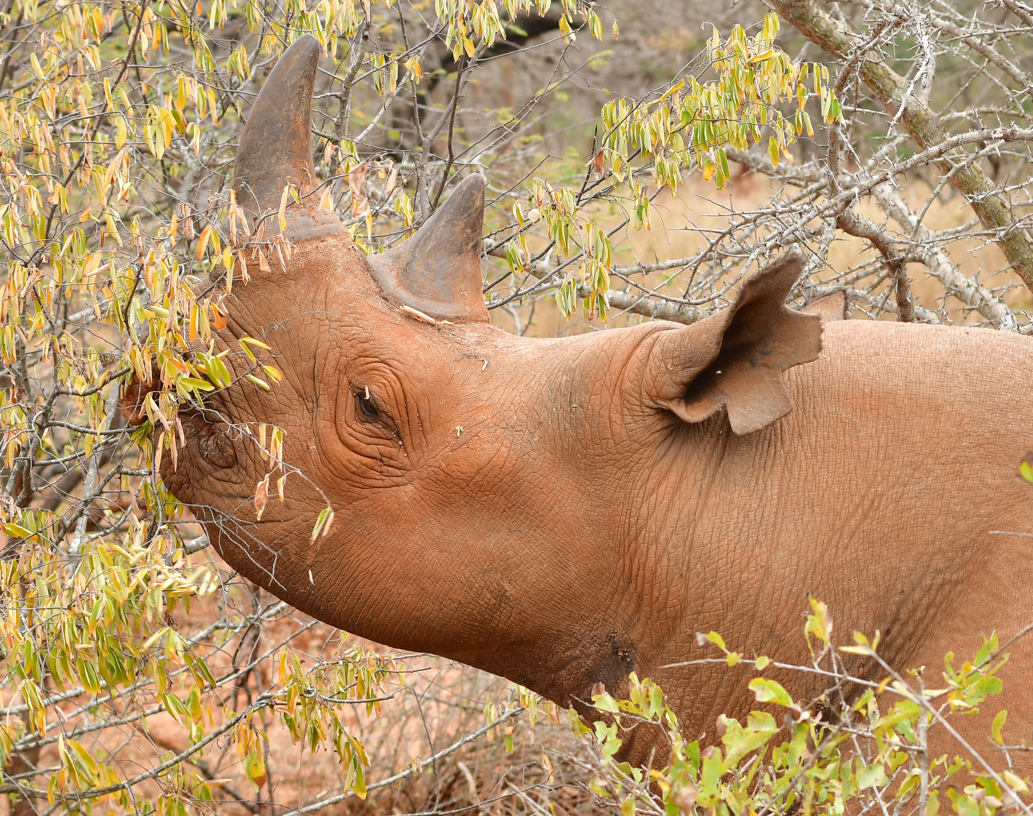 Kopf eines Spitzmaulnashorns zwischen gelbgrünen Zweigen, an denen es frisst