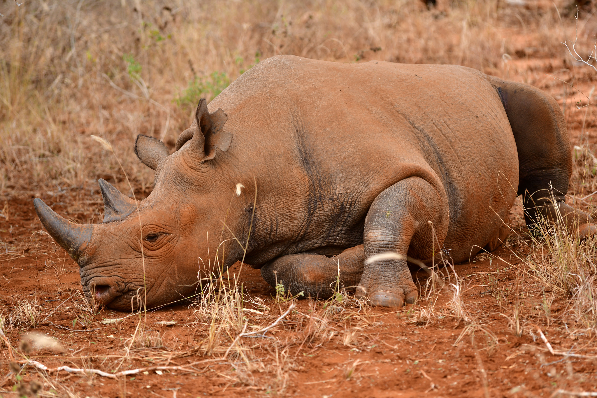 Ein Spitzmaulnashorn liegt schlafend auf roter Erde, das Kinn am Boden