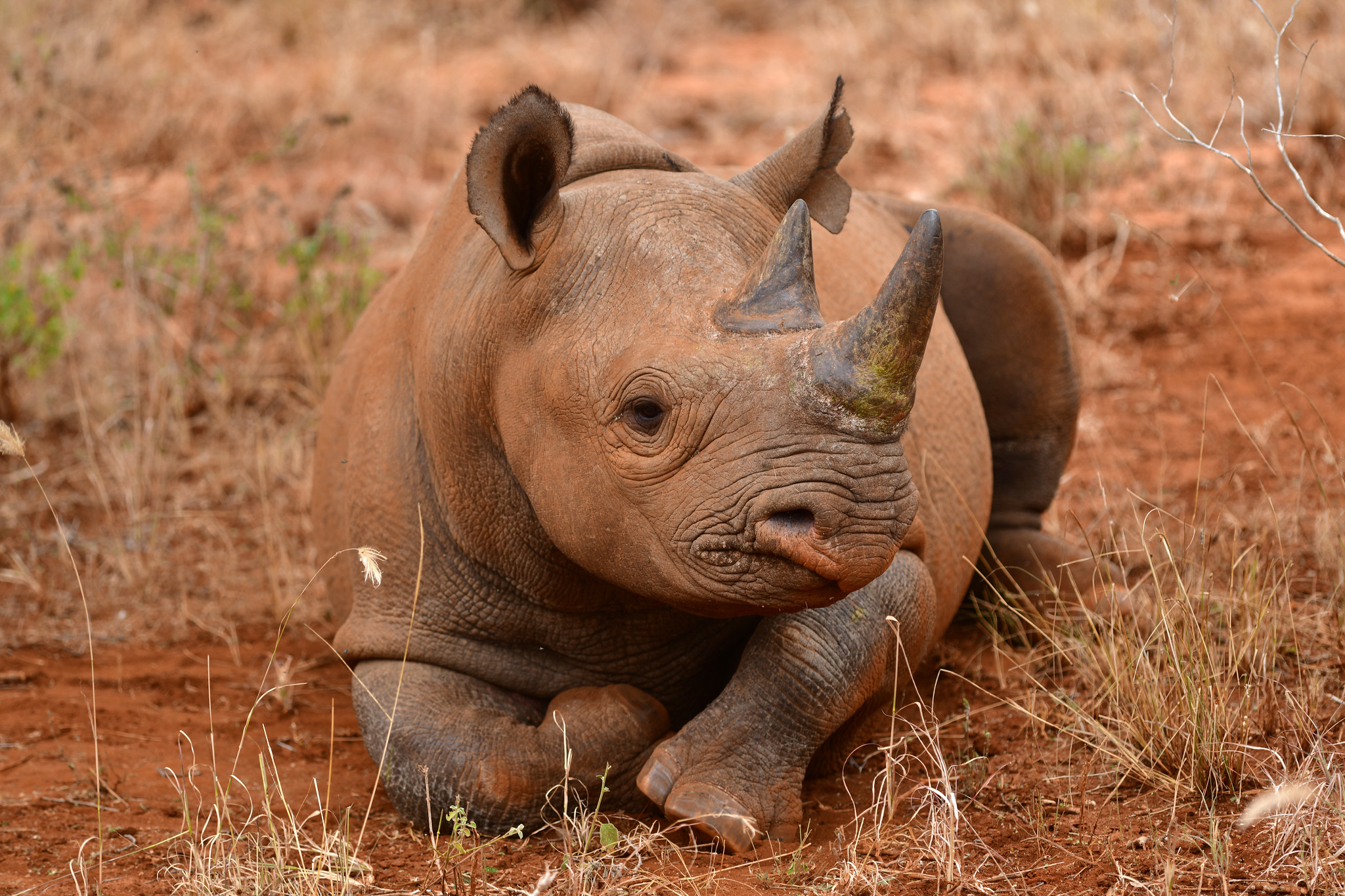 Ein rot bestäubtes Spitzmaulnashorn liegt im trockenen Gras und schaut in die Kamera