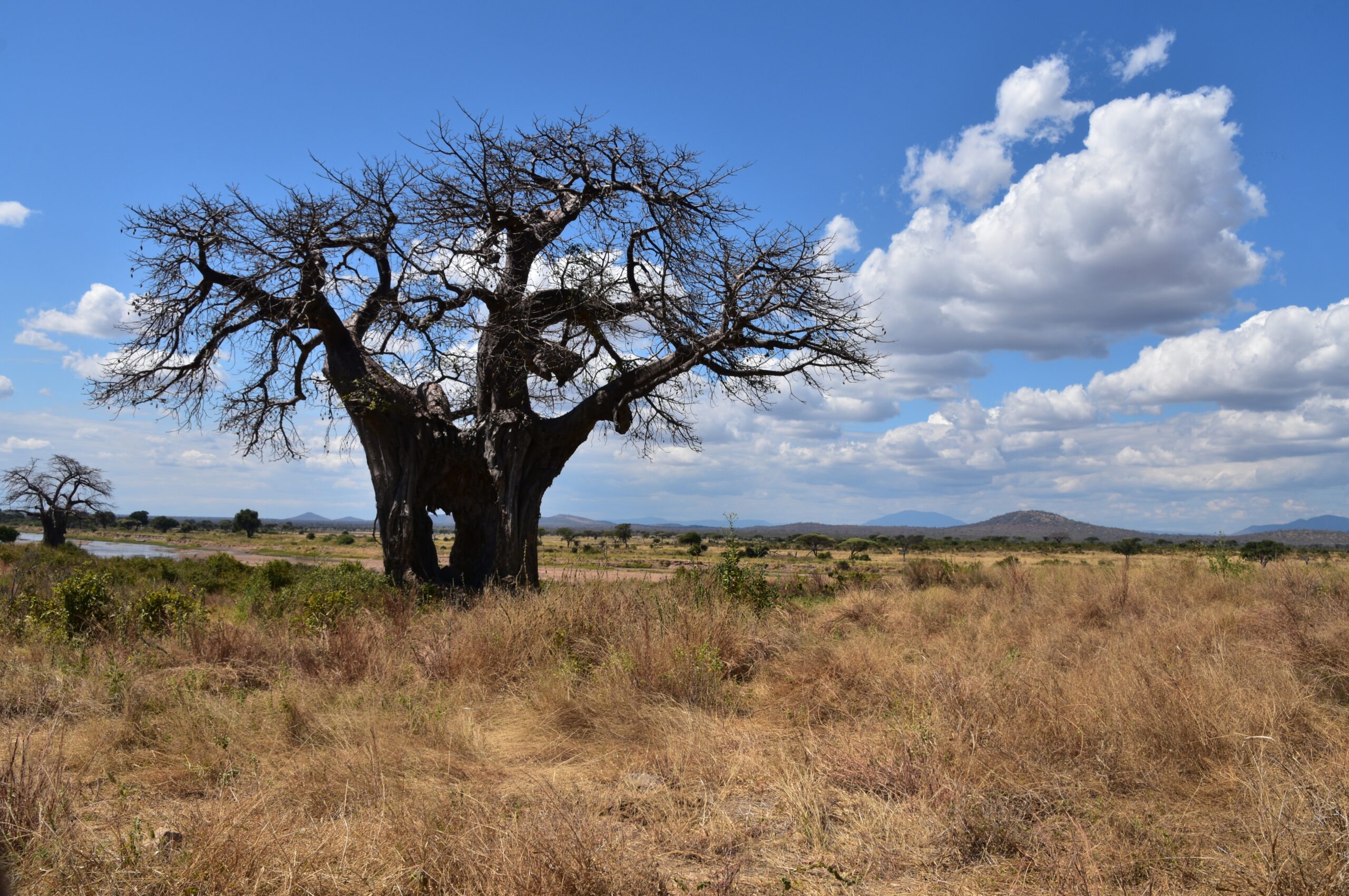 Ein kahler Baobab steht in trockenem Gras, im Hintergrund Hügel und Wolken, Ruaha-Nationalpark