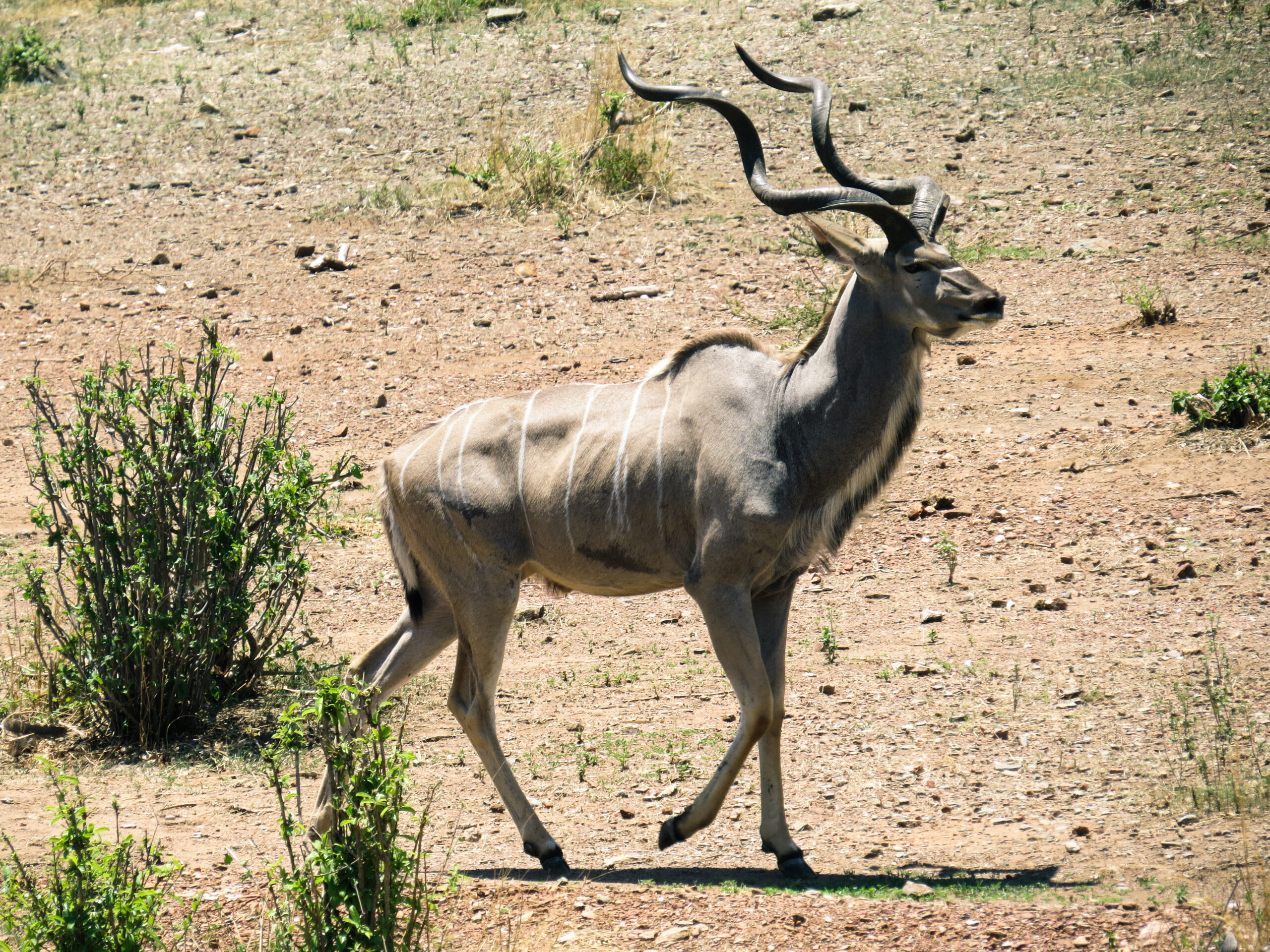 Ein Kudu-Bulle mit langen, gedrehten Hörnern läuft über steinigen, trockenen Boden im Ruaha-Nationalpark