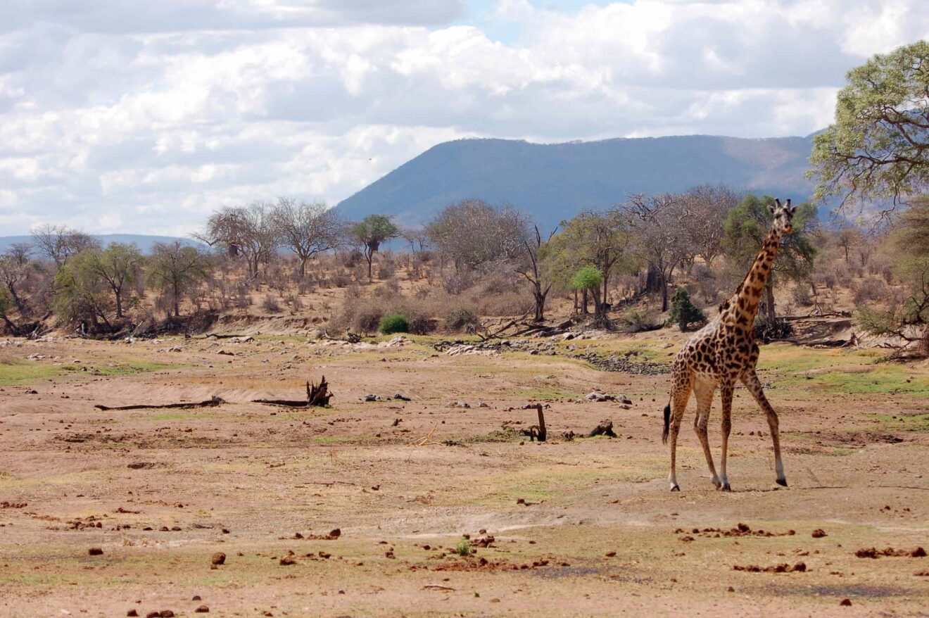 Das ausgetrocknete, sandige Bett des Großen Ruaha mit Elefantendung und einer Giraffe, dahinter Bäume und ein Berg