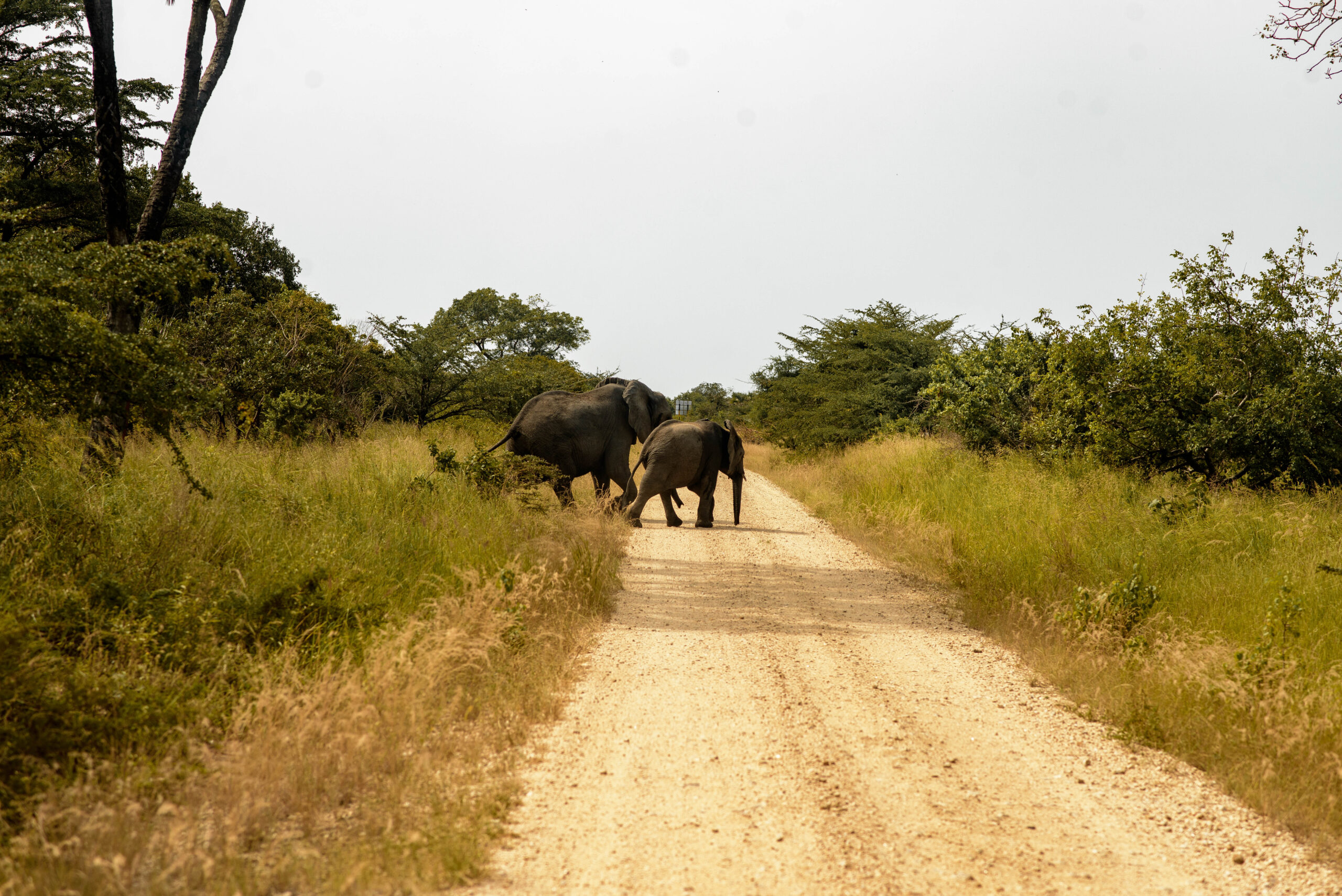 Ein großer und ein junger Elefant überqueren eine helle Sandpiste zwischen hohem Gras und Buschwald im Saadani-Nationalpark
