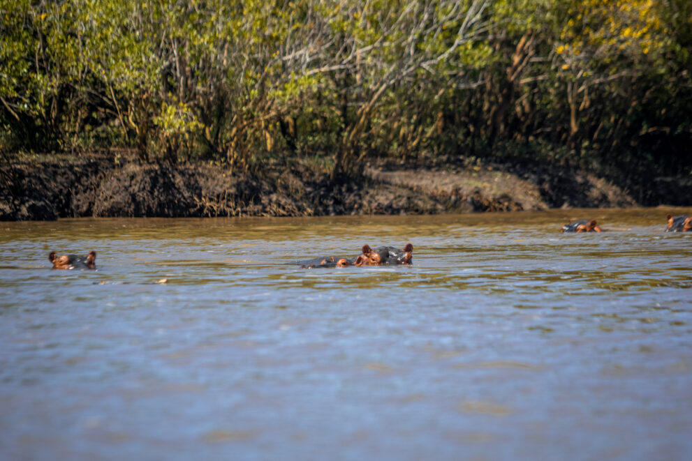 Mehrere Flusspferde im braunen Wasser eines Flusses, nur Augen und Ohren ragen heraus, dahinter dichtes Ufergehölz