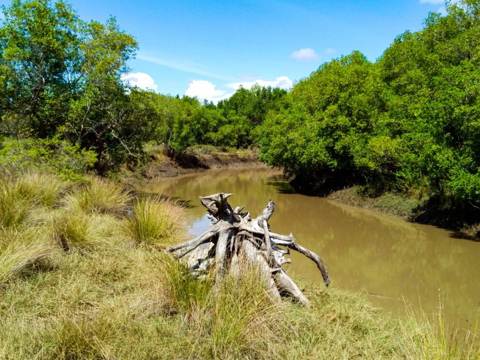 Brauner Wasserarm im Saadani-Nationalpark, gesäumt von dichten grünen Mangroven, im Vordergrund Grasbüschel und ein verwitterter Wurzelstock