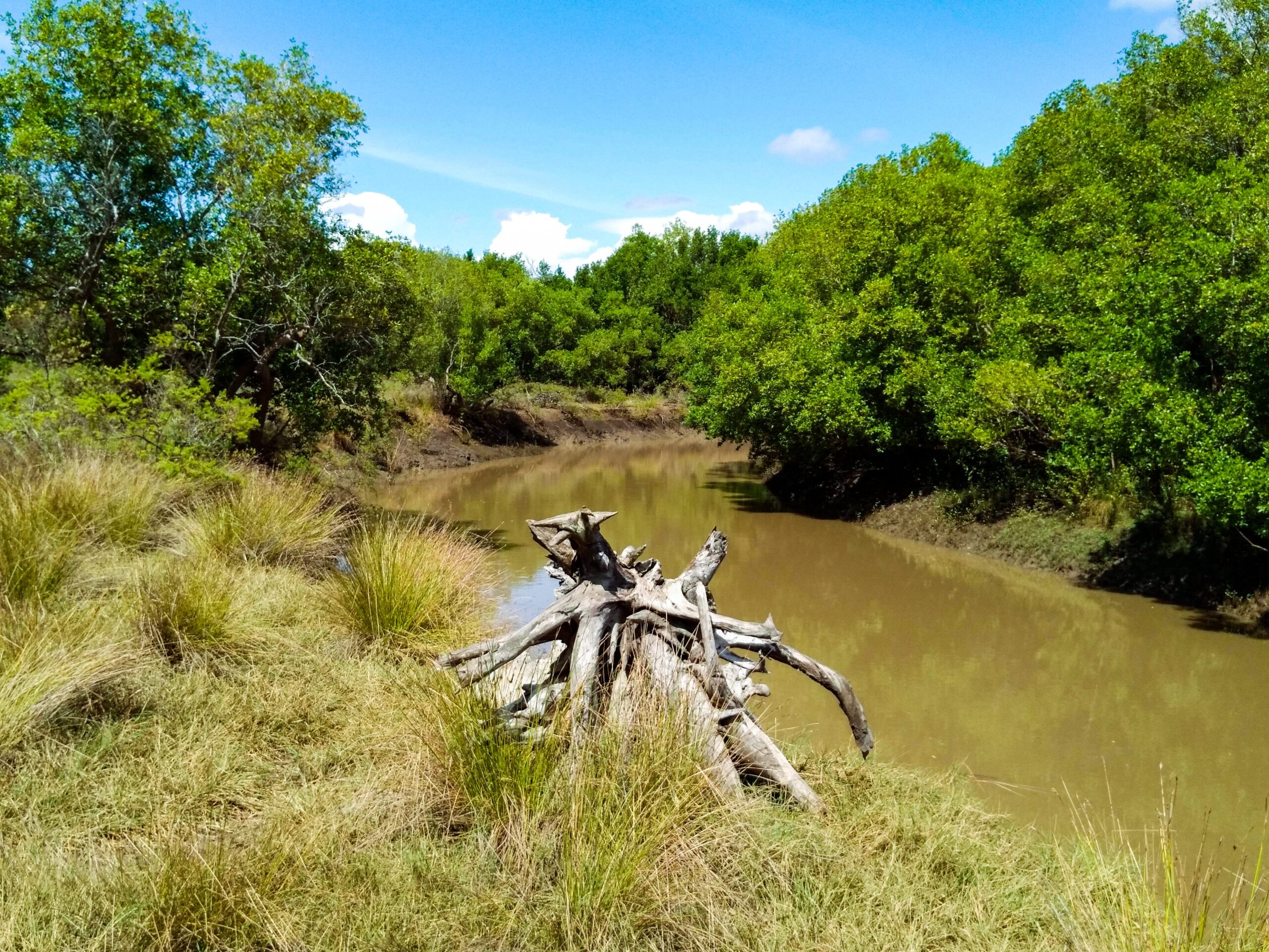 Brauner Wasserarm im Saadani-Nationalpark, gesäumt von dichten grünen Mangroven, im Vordergrund Grasbüschel und ein verwitterter Wurzelstock