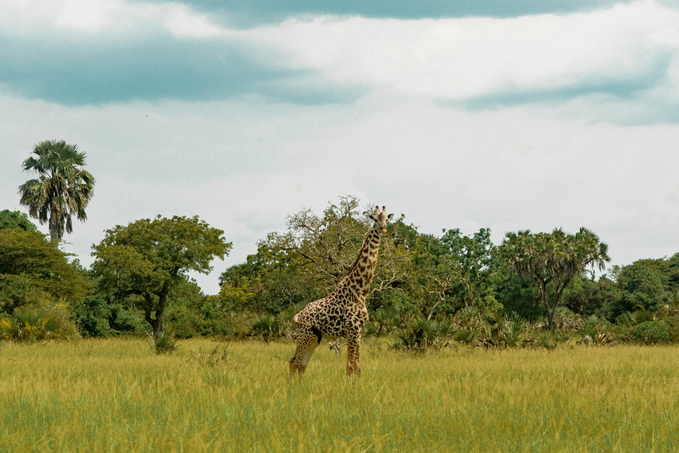 Eine Massai-Giraffe steht im hohen Gras vor Buschwald und Palmen im Saadani-Nationalpark