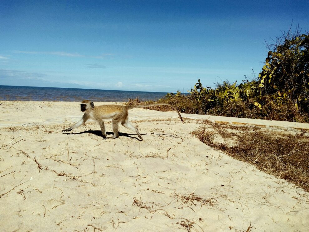 Eine Grüne Meerkatze läuft über hellen Sand, dahinter Buschwerk und das blaue Meer