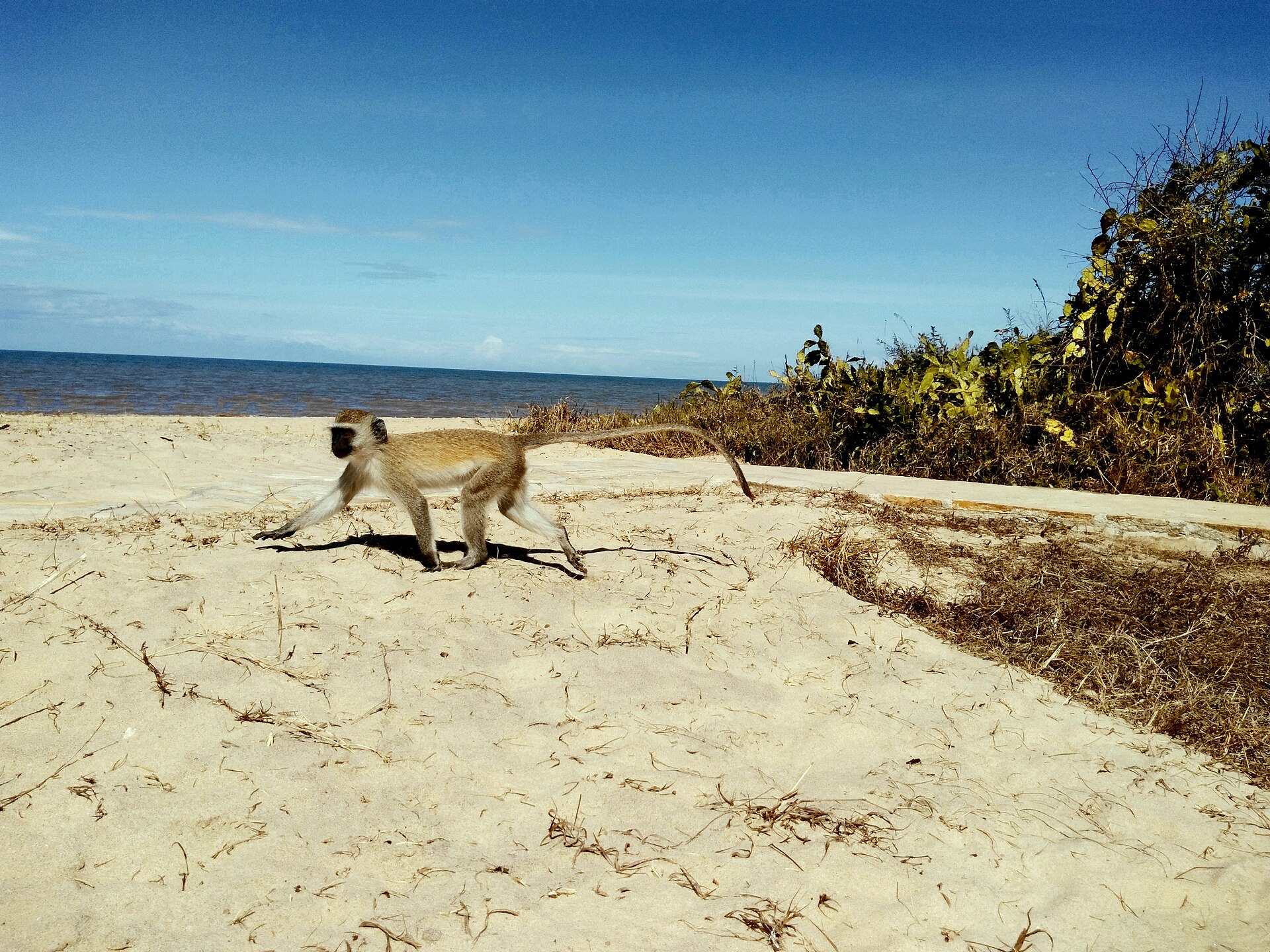 Eine Grüne Meerkatze läuft über hellen Sand, dahinter Buschwerk und das blaue Meer