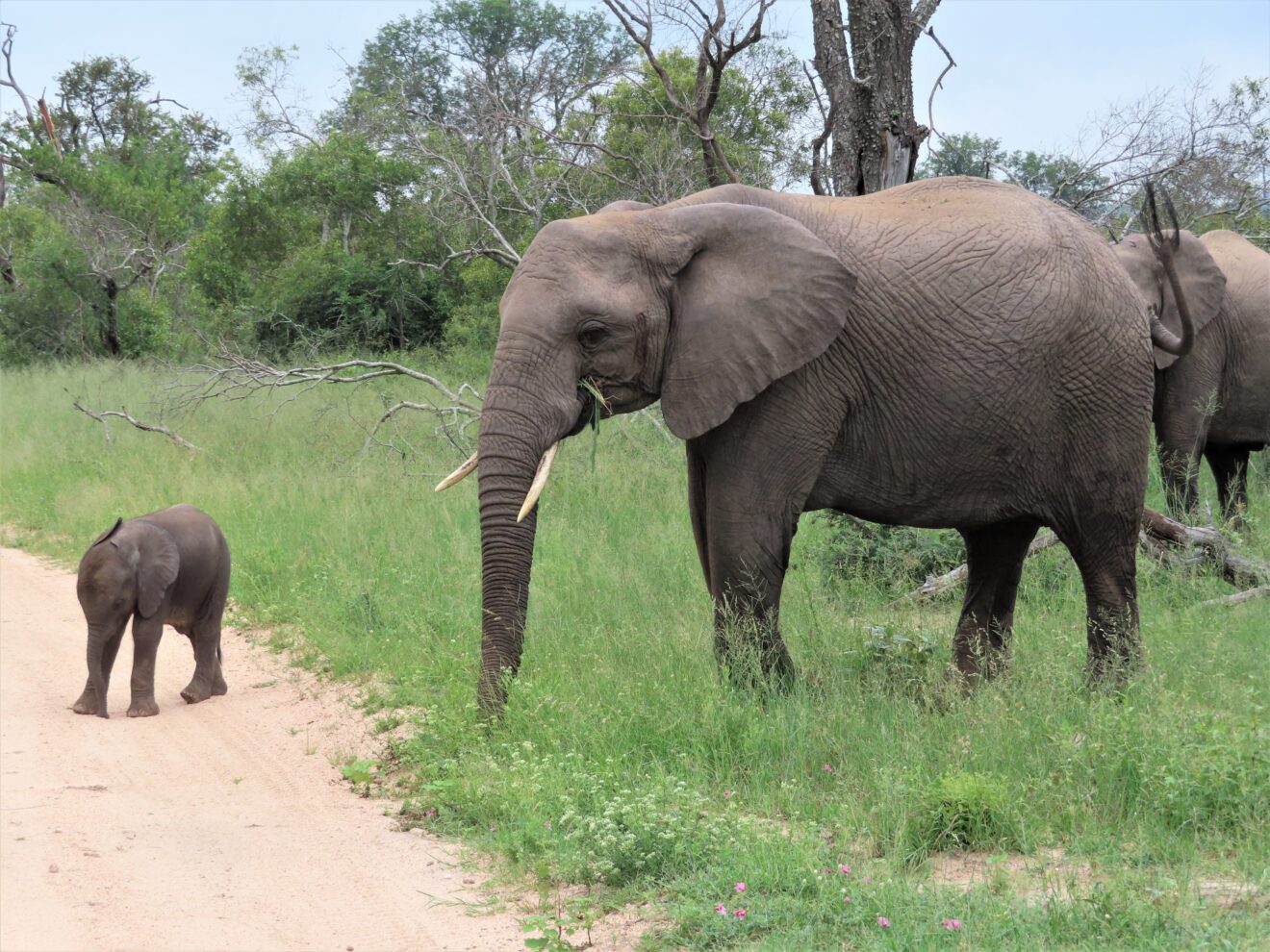 Ein Elefantenjunges steht auf einer sandigen Piste, daneben grast seine Mutter im hohen grünen Gras, Sabi-Sand-Game-Reserve