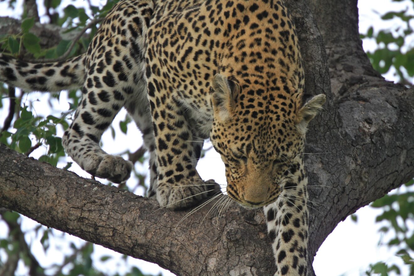 Ein Leopard steigt auf einem dicken Ast mit gesenktem Kopf nach unten, Sabi-Sand-Game-Reserve
