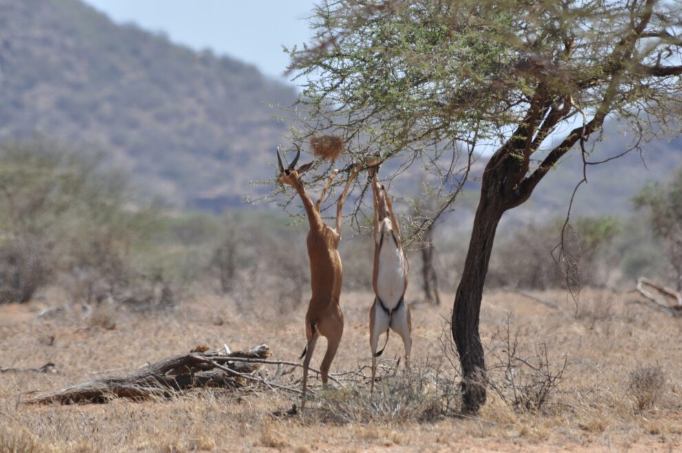 Zwei Gerenuks stehen auf den Hinterbeinen und fressen an einer Akazie im Samburu-Nationalreservat in Kenia