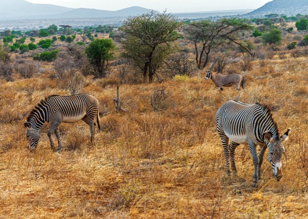 Zwei Grevyzebras und eine Beisa-Oryx im trockenen Buschland des Samburu-Nationalreservats