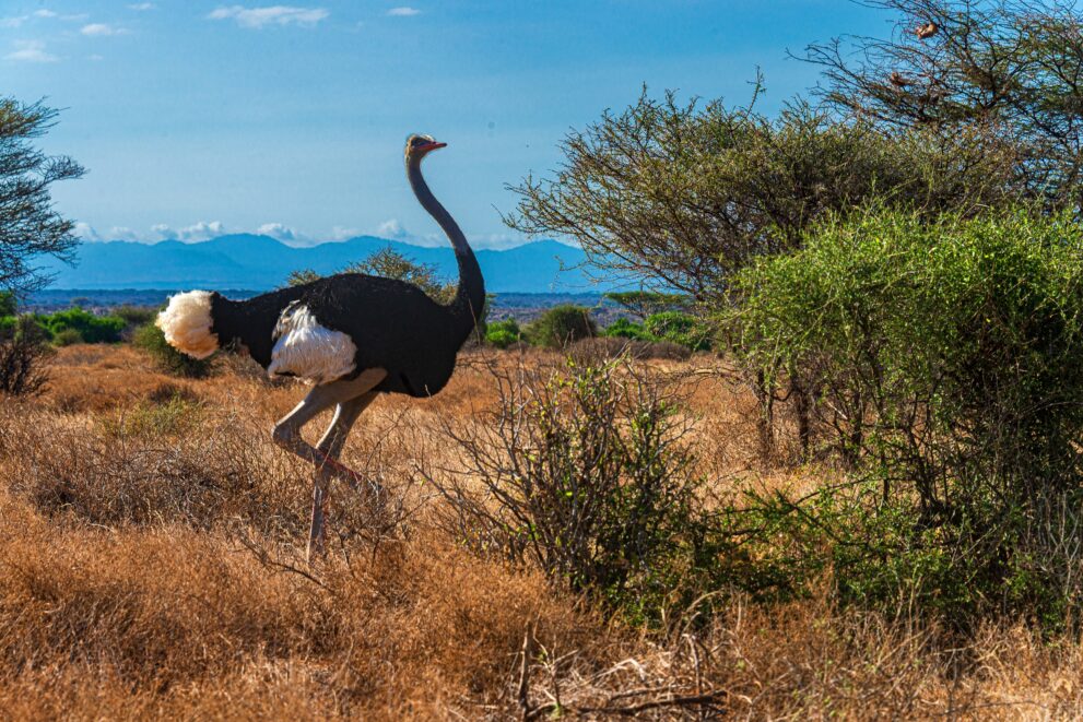 Männlicher Somalistrauß schreitet durch das trockene Buschland des Samburu-Nationalreservats in Kenia
